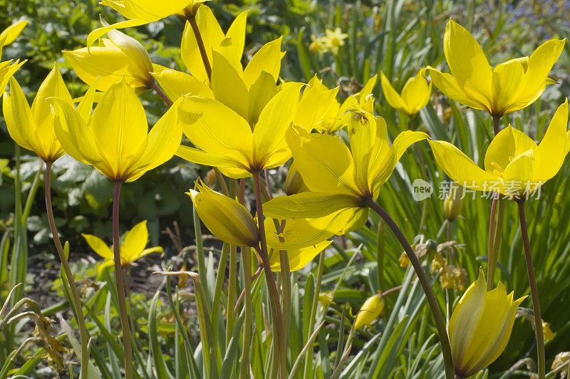 野生郁金香(Tulipa sylvestris)